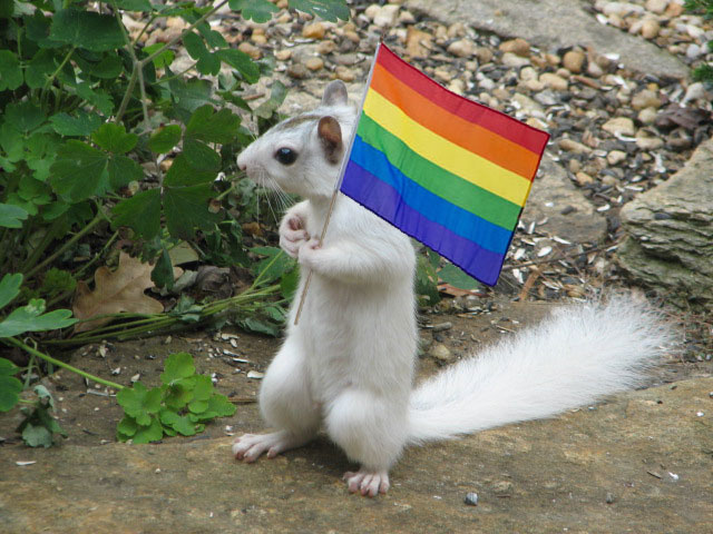 Squirrel Gay 48